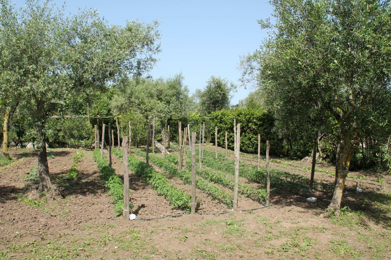 Agriturismo Piccolo Paradiso Piano di Sorrento Exterior foto